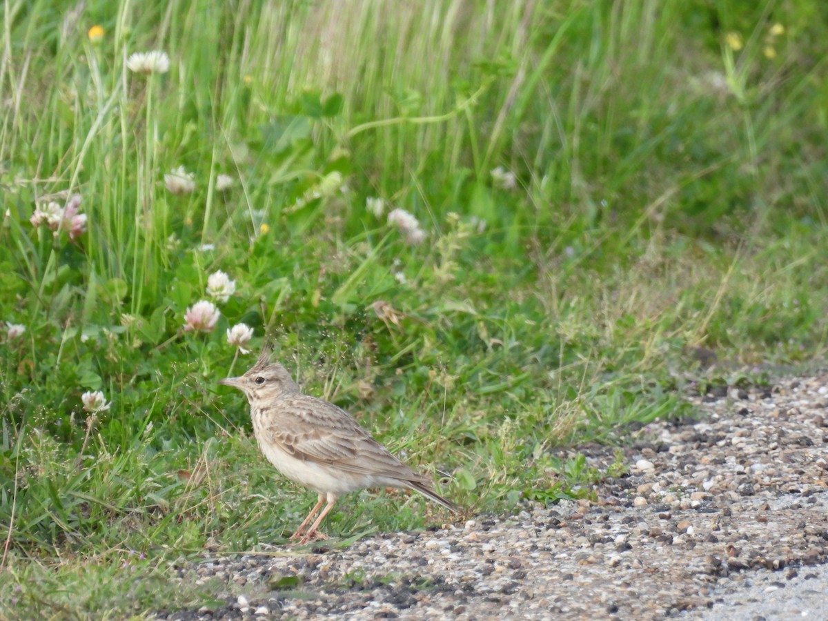 Crested Lark - ML616787061