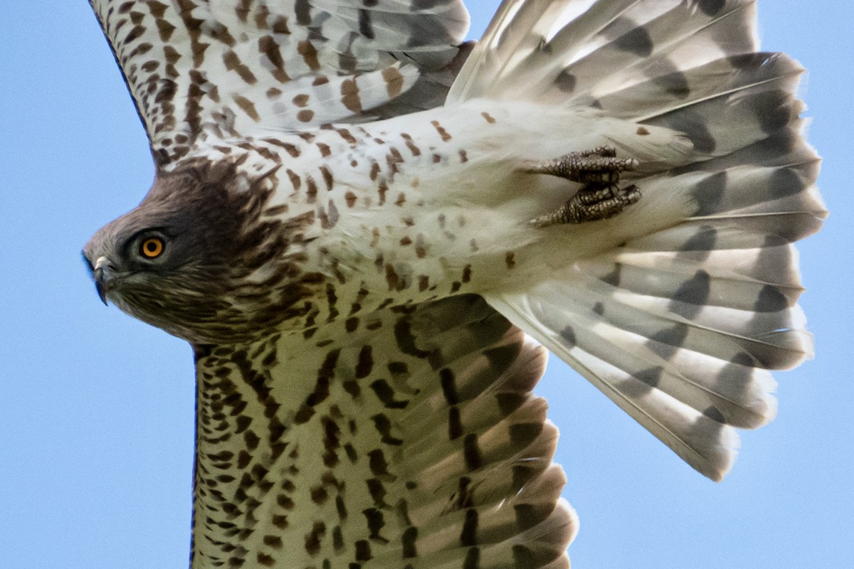 Short-toed Snake-Eagle - ML616787106