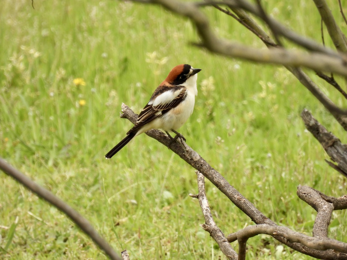 Woodchat Shrike - ML616787153