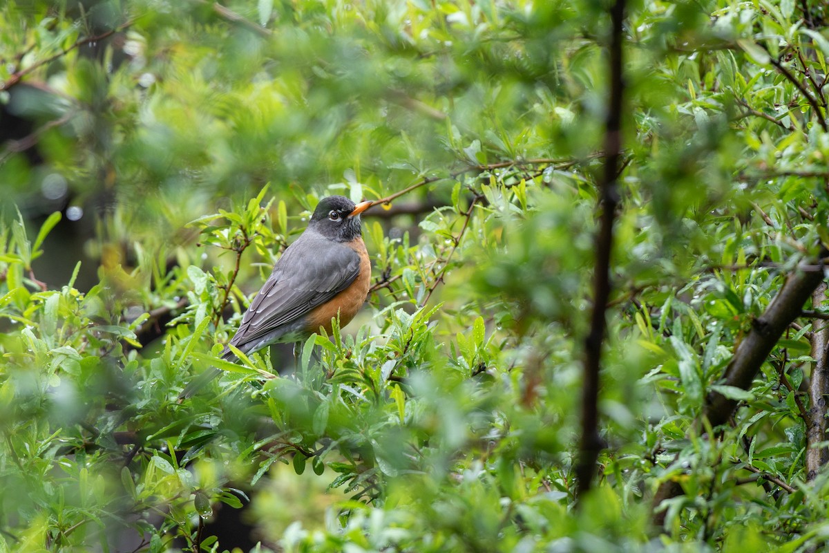 American Robin - Michael Sadat