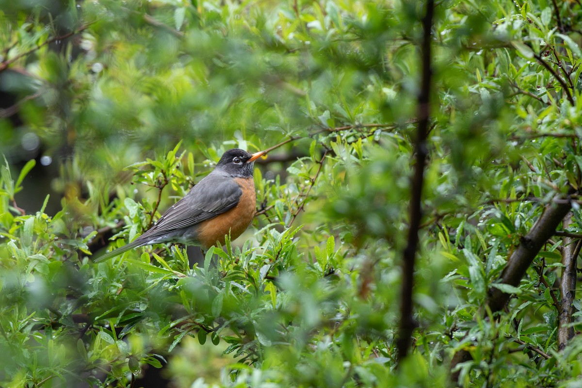 American Robin - ML616787178