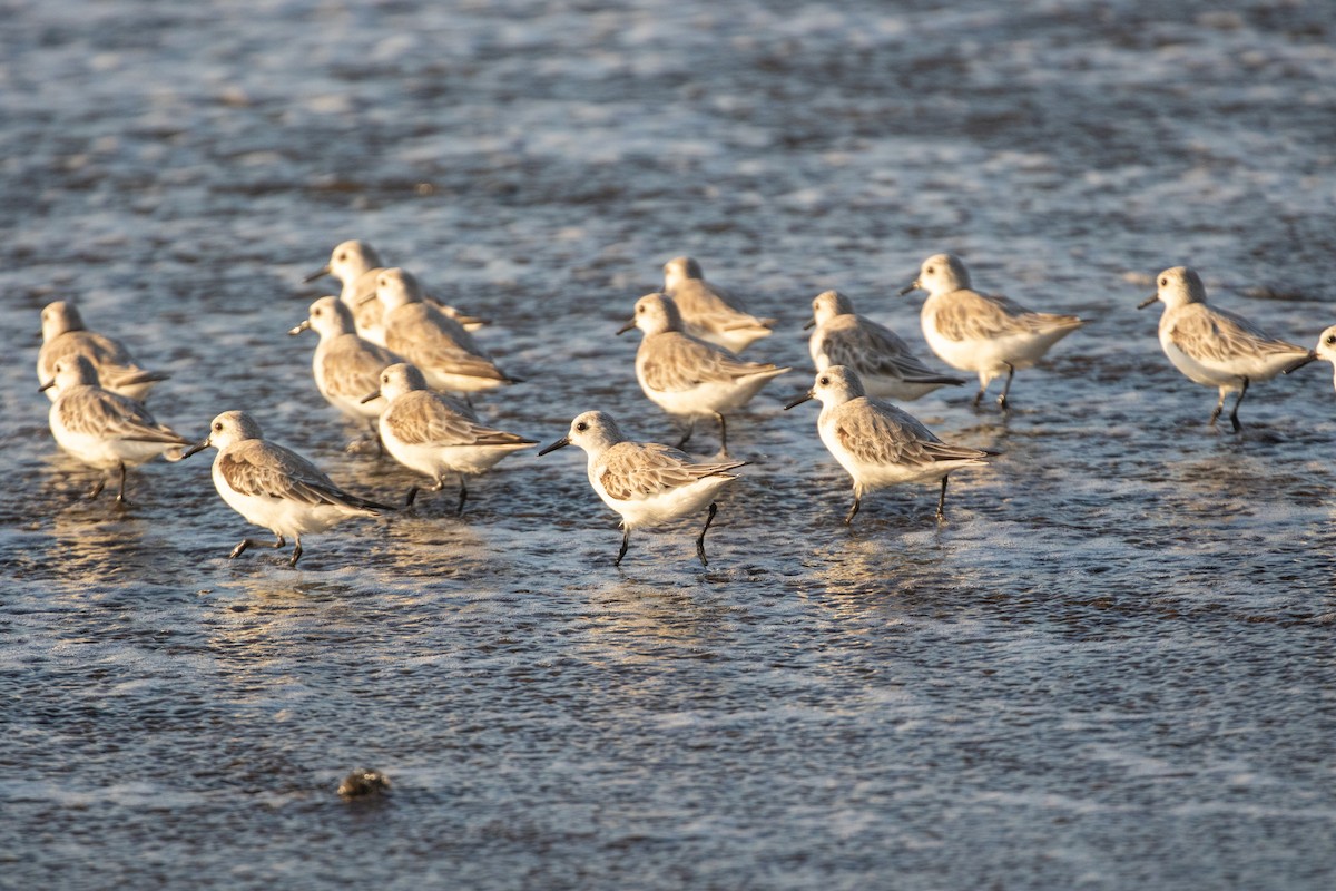 Bécasseau sanderling - ML616787187