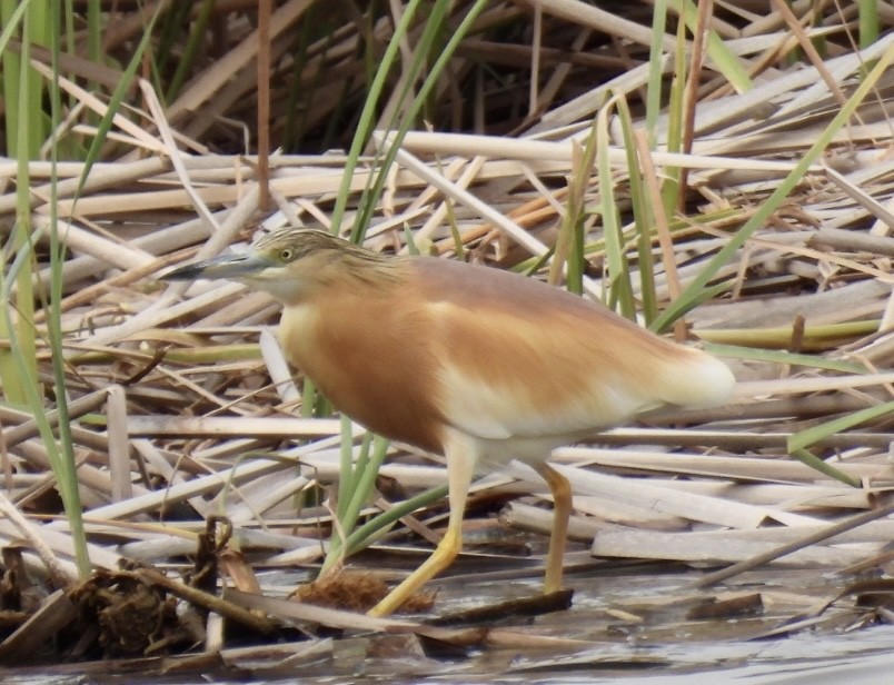 Squacco Heron - ML616787191