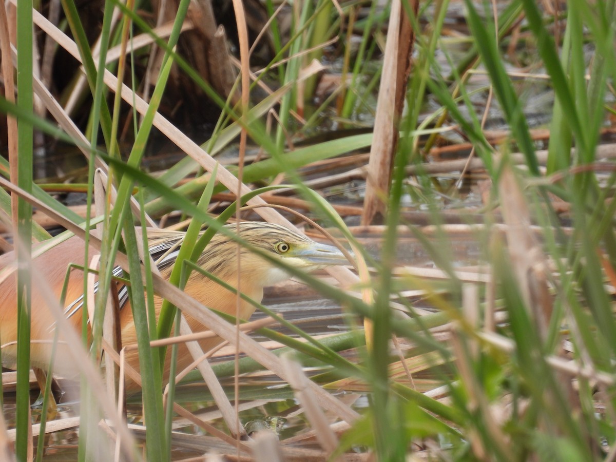 Squacco Heron - Anonymous