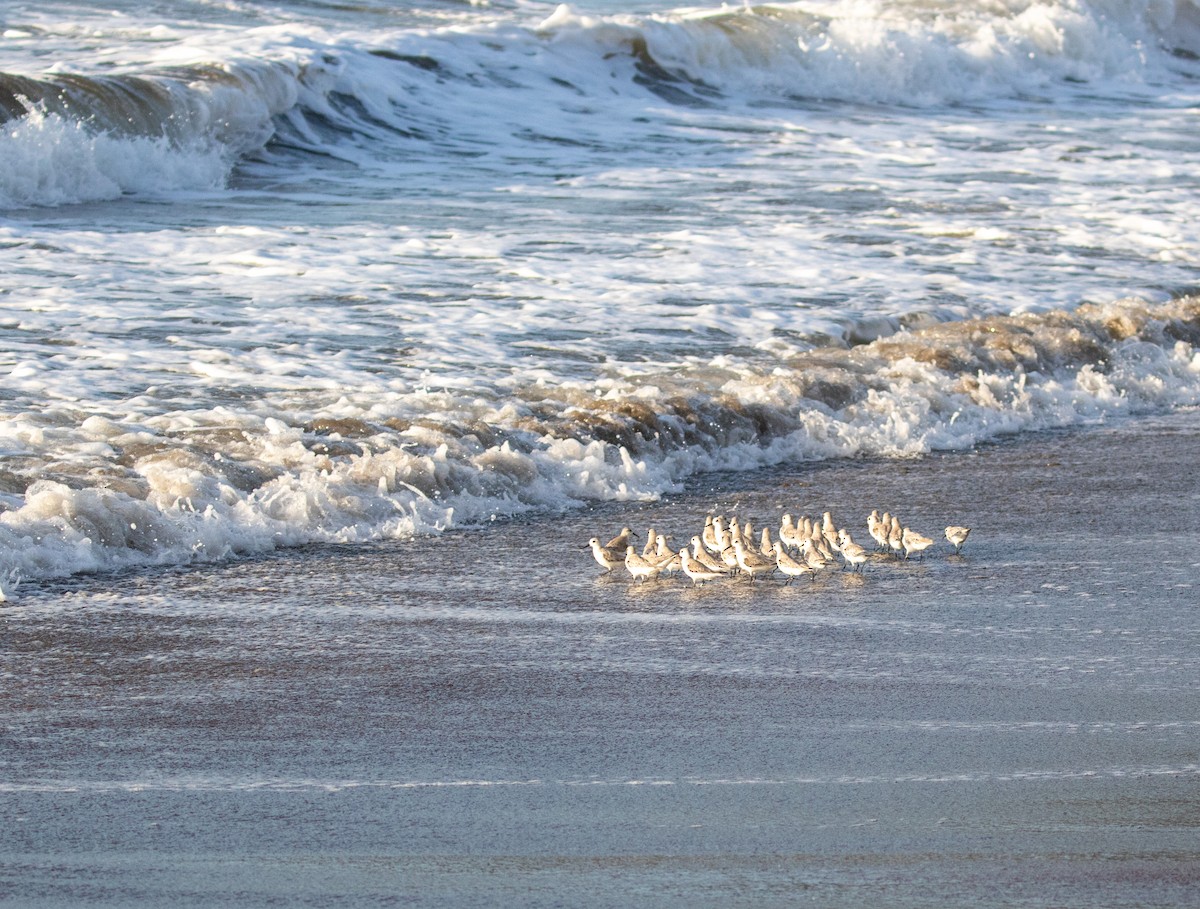 Bécasseau sanderling - ML616787193