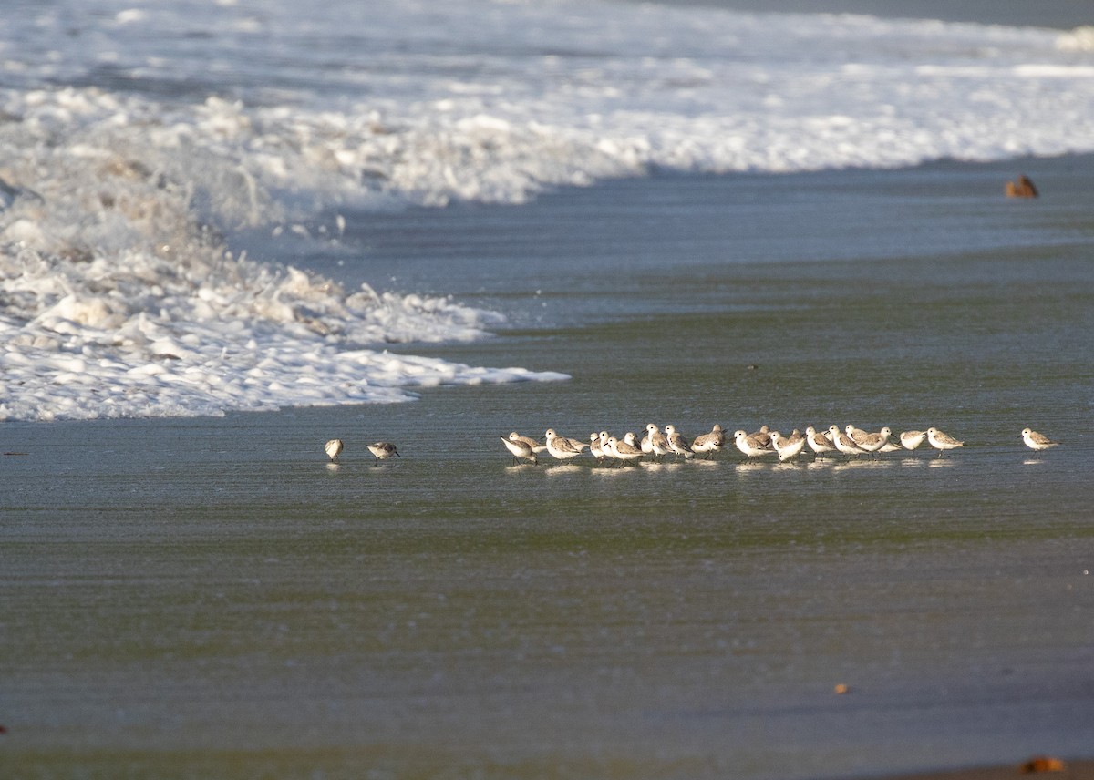 Bécasseau sanderling - ML616787198