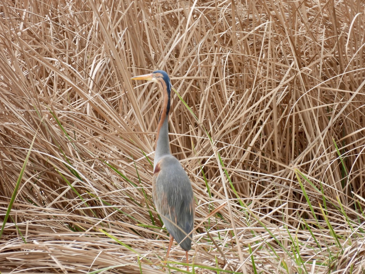 Purple Heron - ML616787199