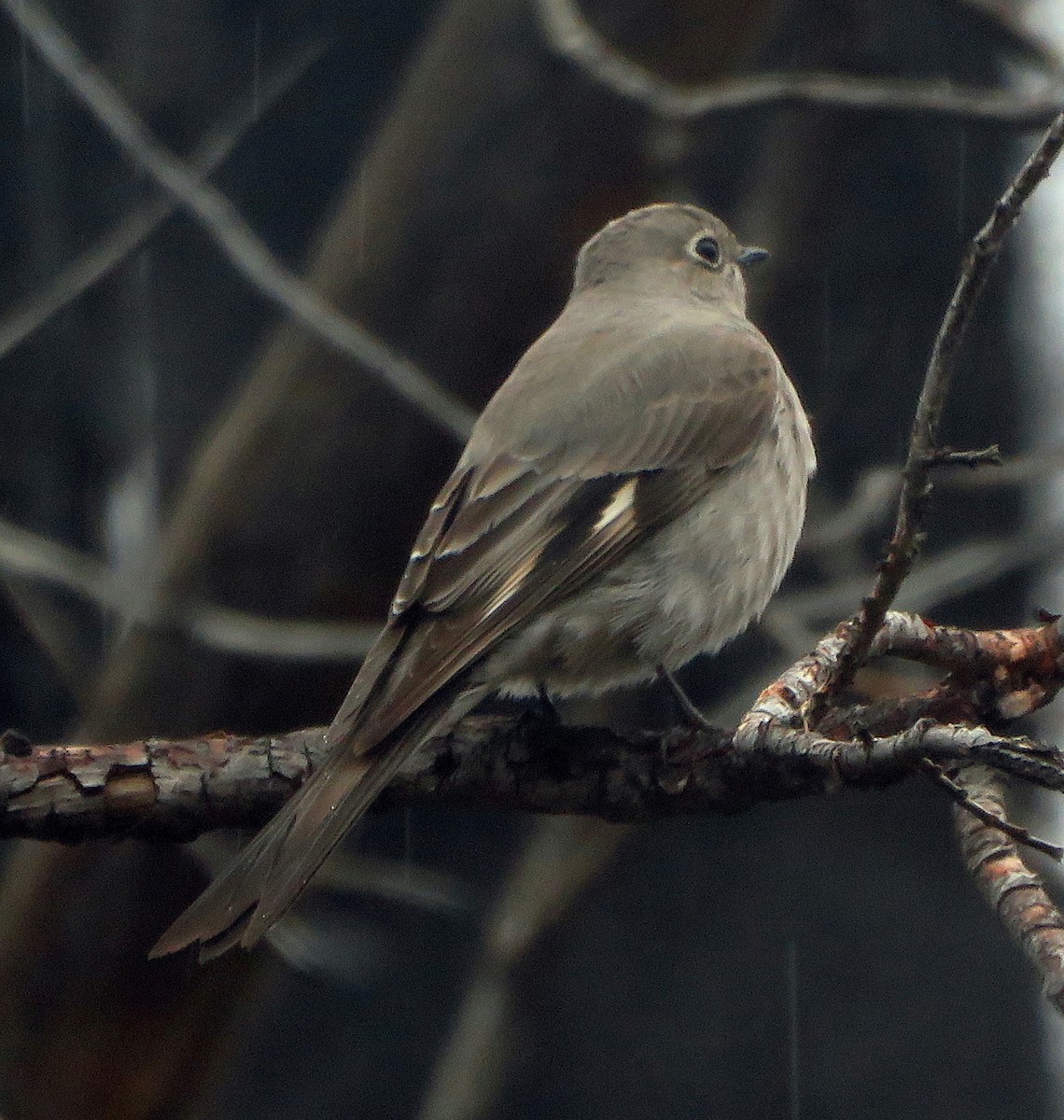Townsend's Solitaire - Denise Wight