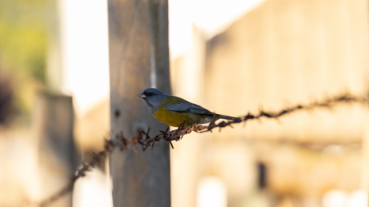 Gray-hooded Sierra Finch - ML616787202