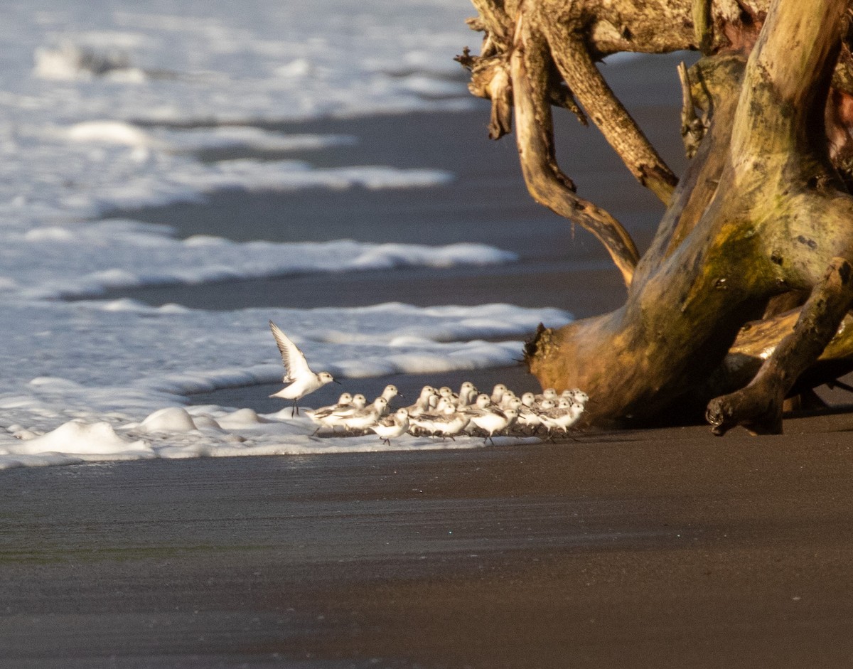 Bécasseau sanderling - ML616787203