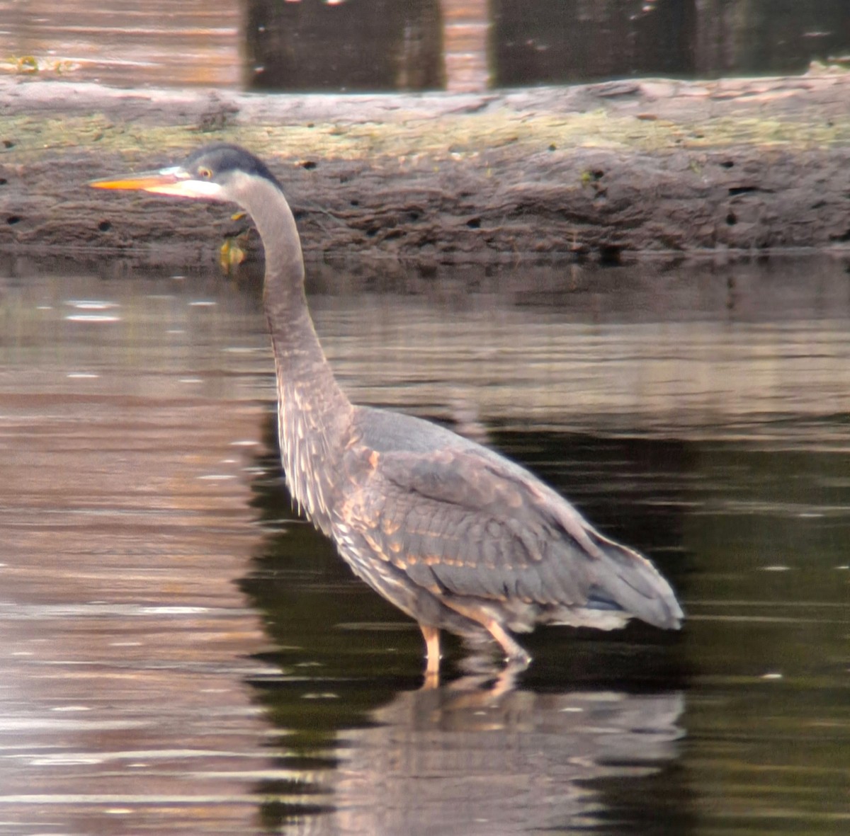 Great Blue Heron - ML616787226