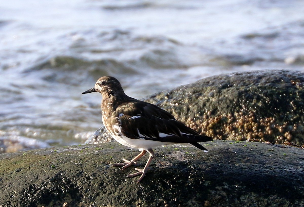 Black Turnstone - ML616787251