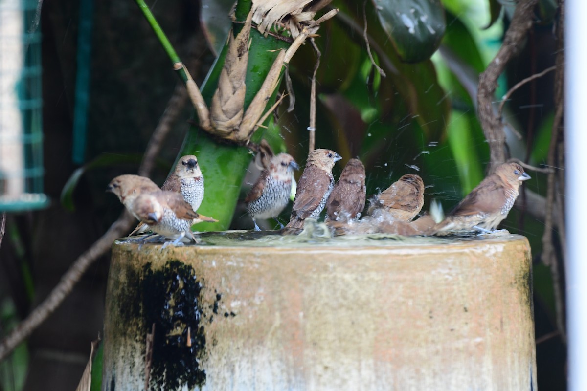 Scaly-breasted Munia - ML616787275