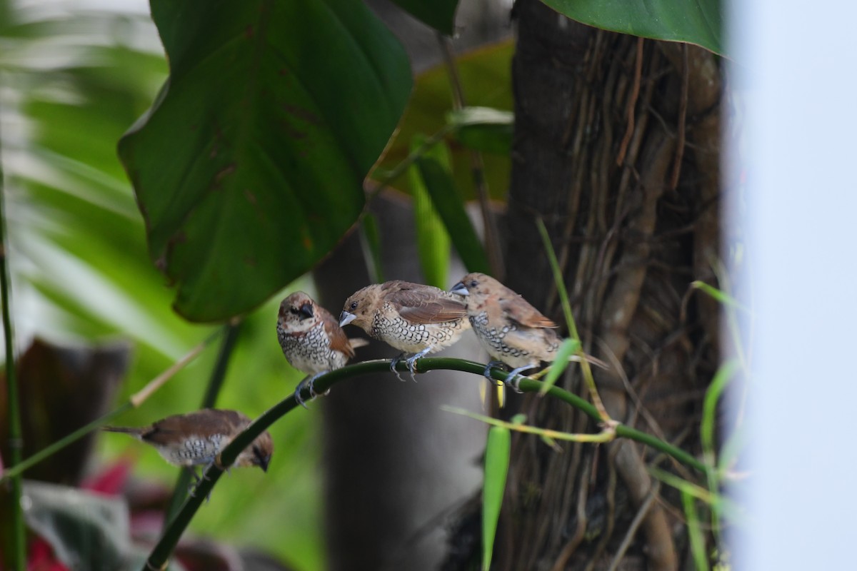 Scaly-breasted Munia - Homer Gardin