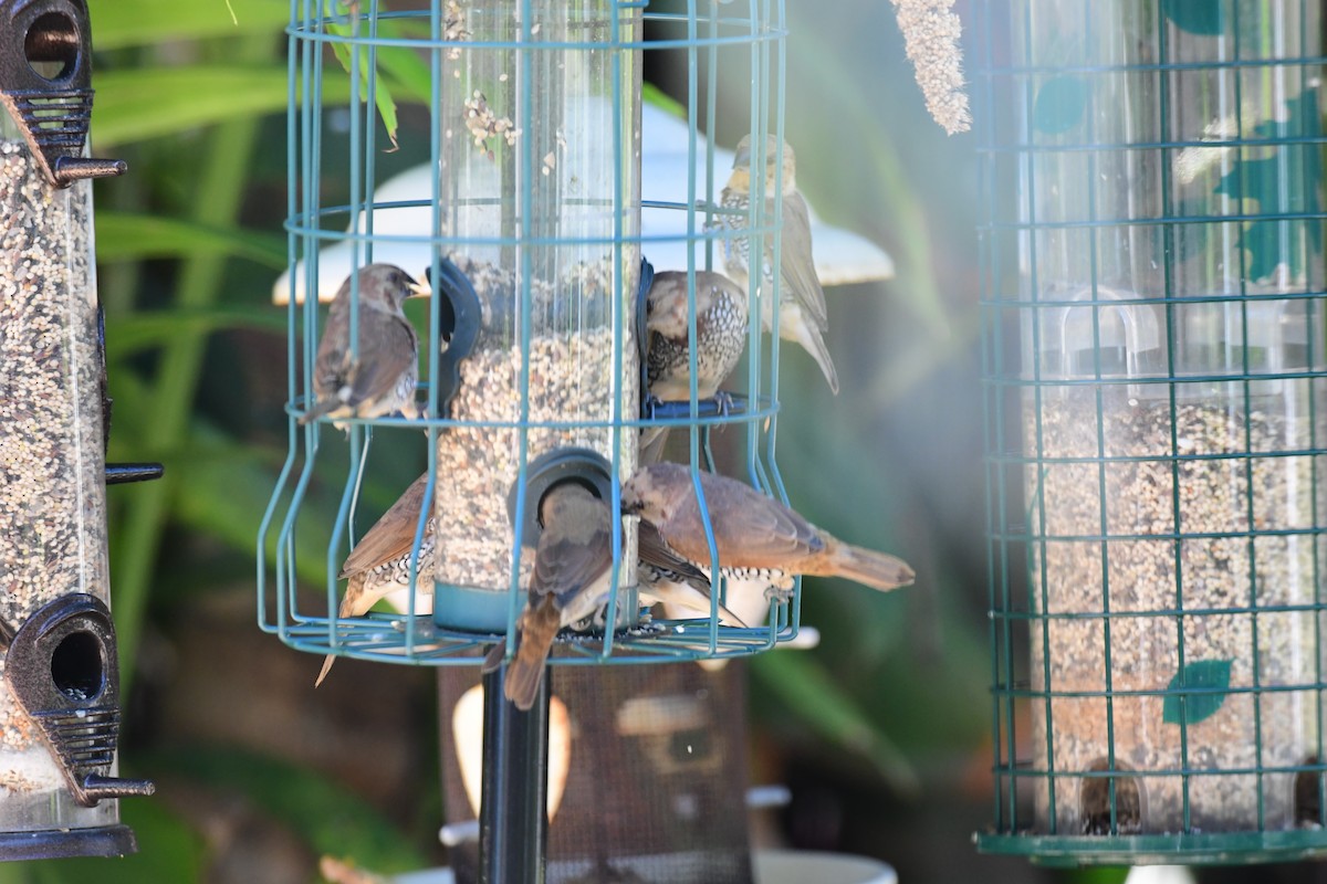 Scaly-breasted Munia - ML616787277