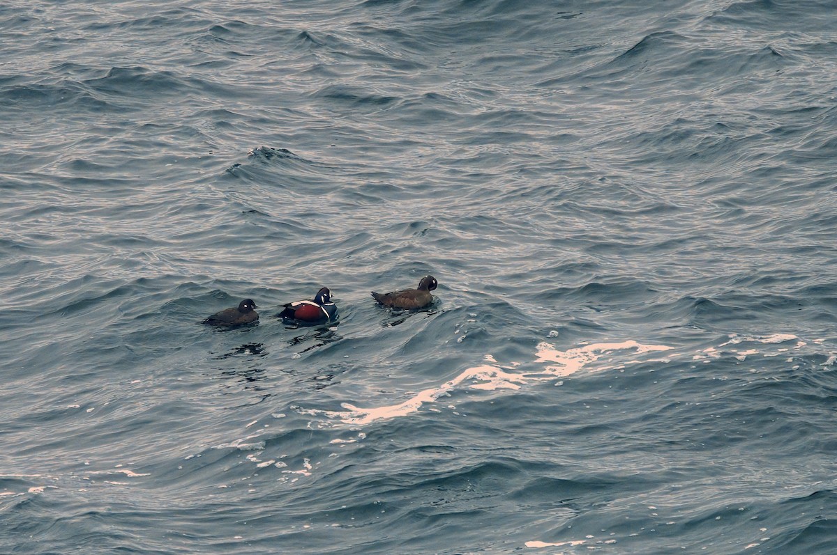 Harlequin Duck - ML616787299