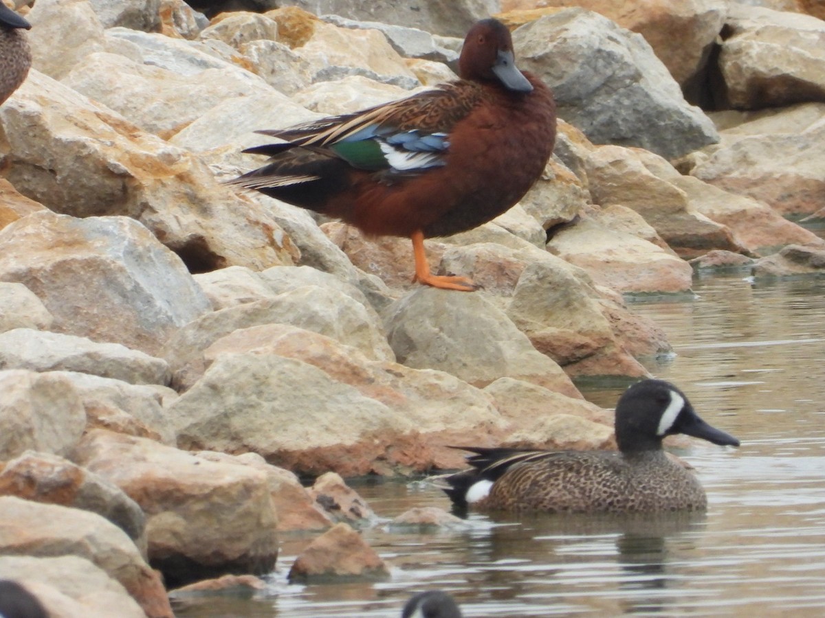 Blue-winged Teal - ML616787312