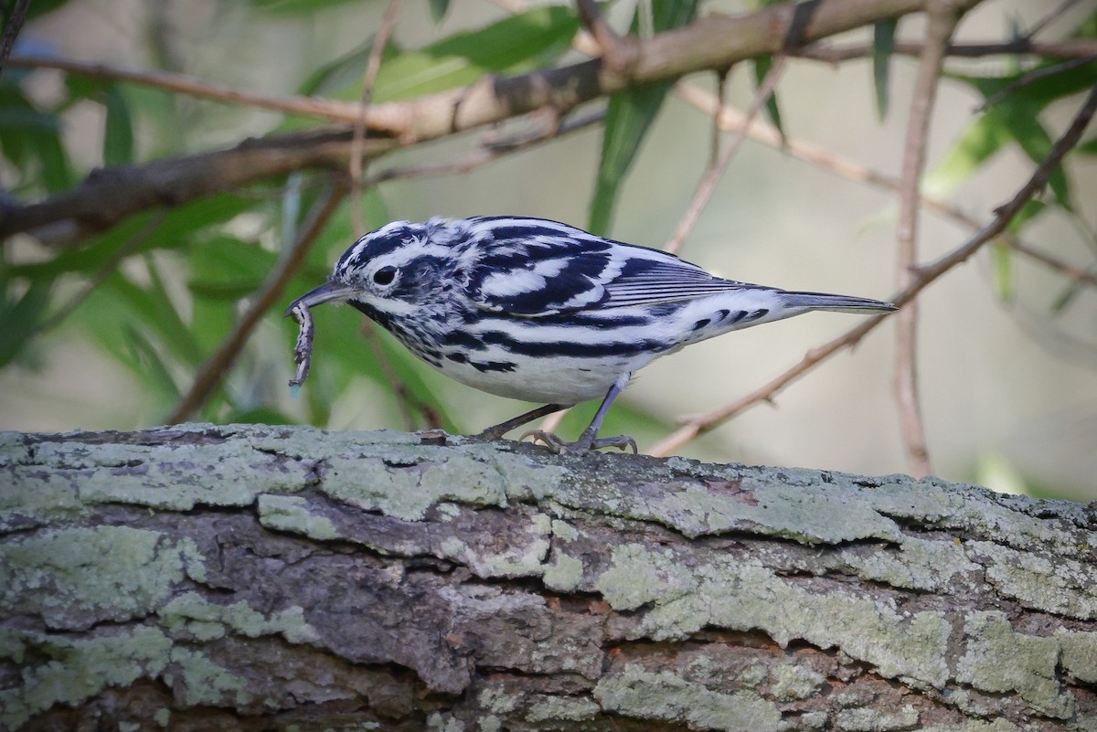 Black-and-white Warbler - Jill Dale