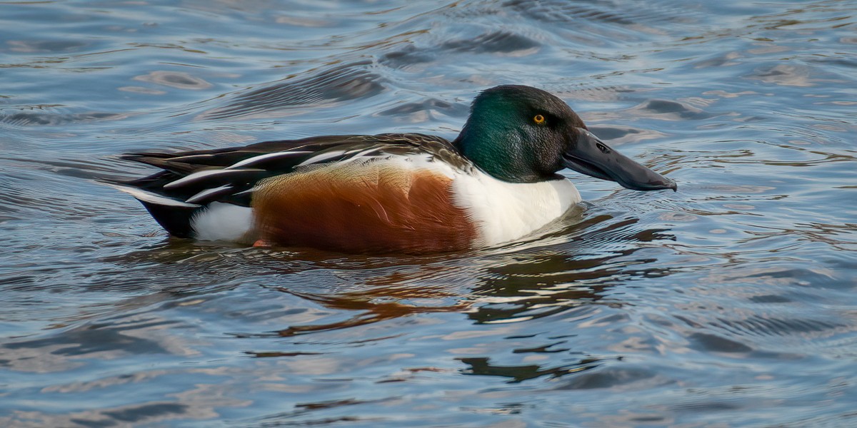 Northern Shoveler - ML616787335