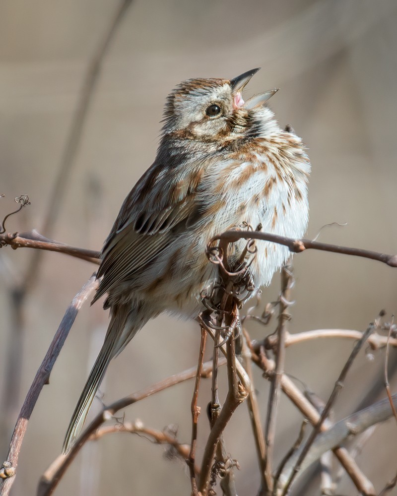 Song Sparrow - ML616787358