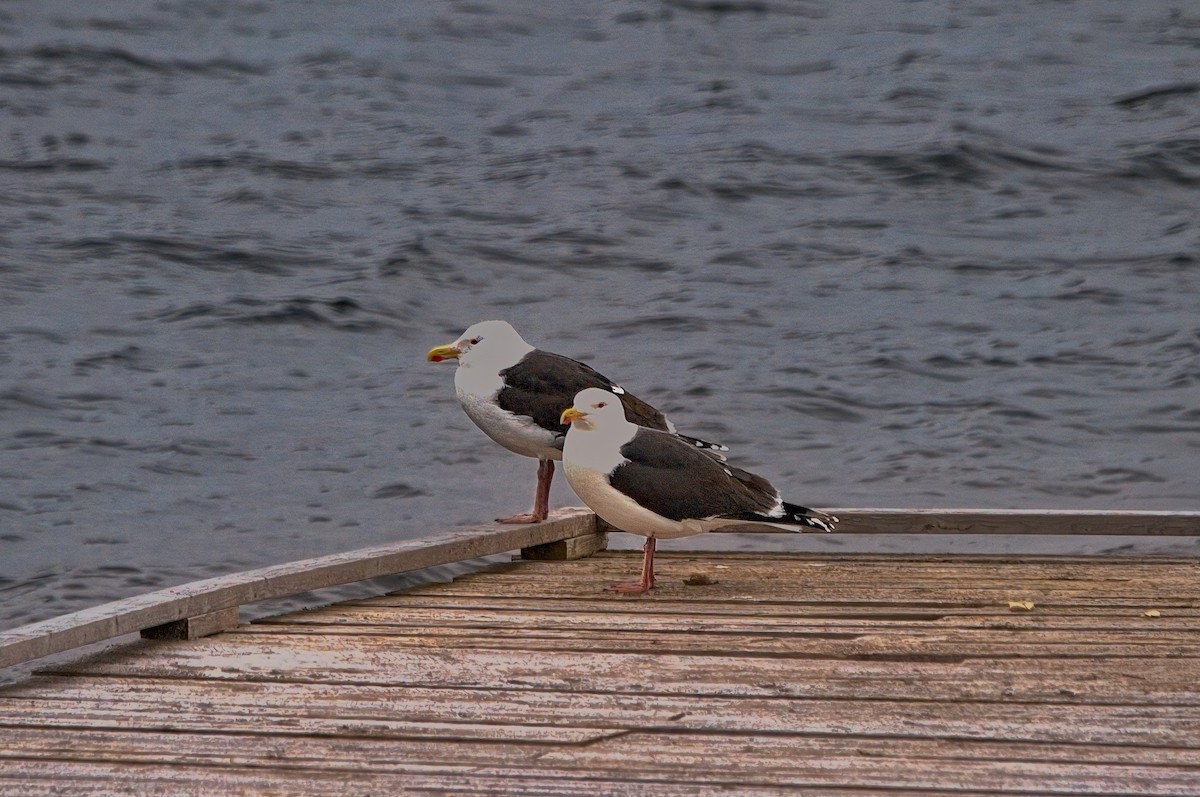 Great Black-backed Gull - William Tilford