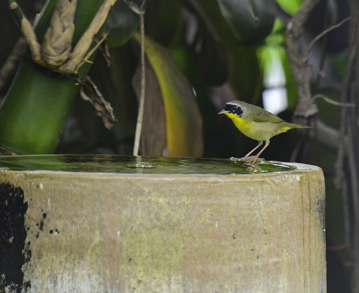 Common Yellowthroat - ML616787405