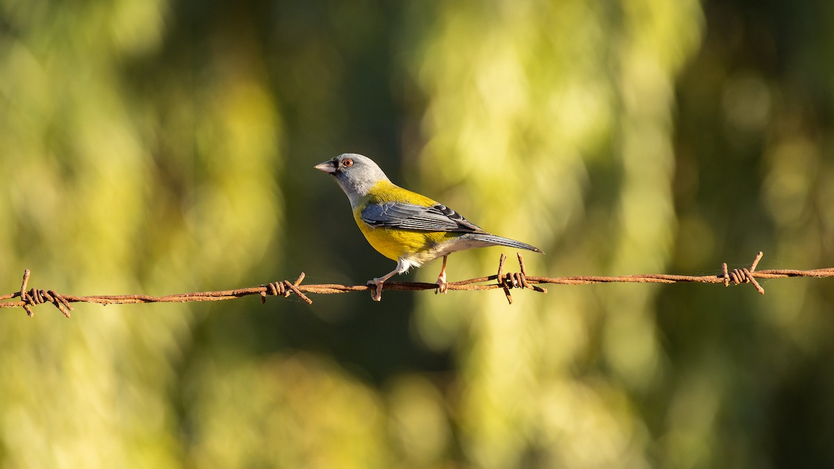 Gray-hooded Sierra Finch - ML616787449