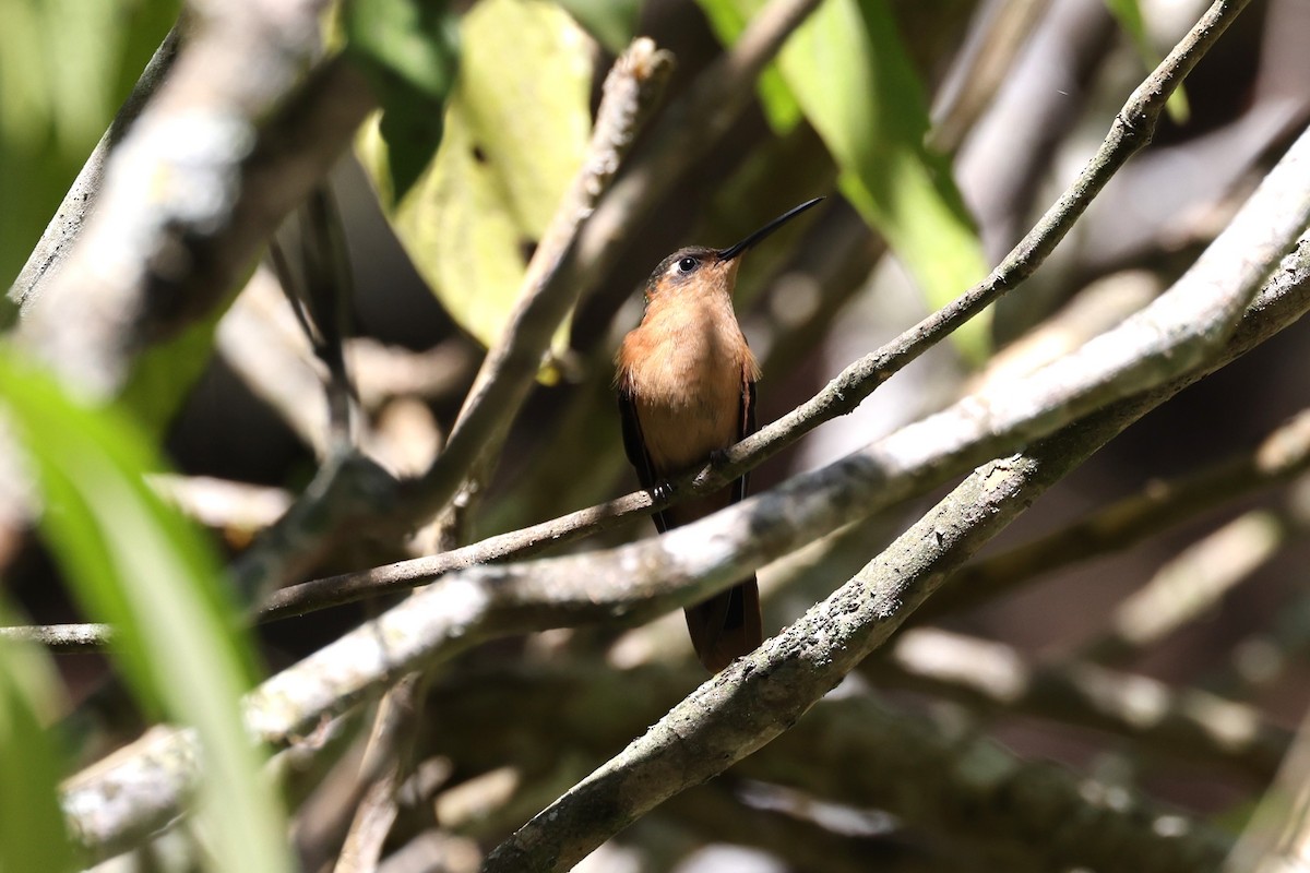 kolibřík pestroocasý - ML616787456