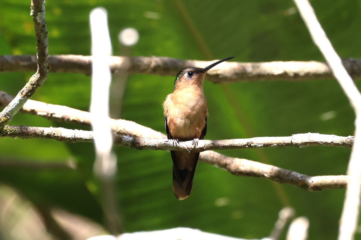 kolibřík pestroocasý - ML616787459