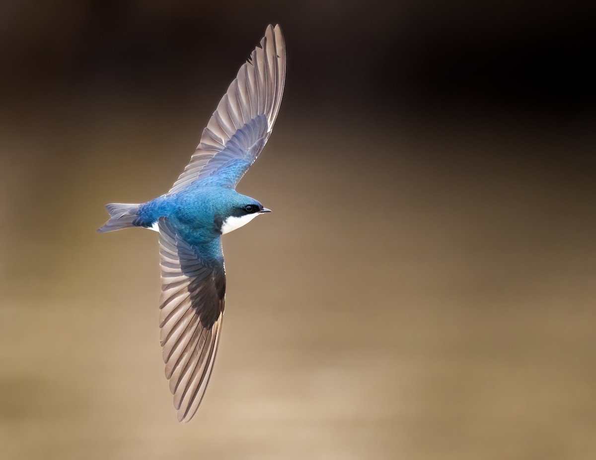 Tree Swallow - ML616787485