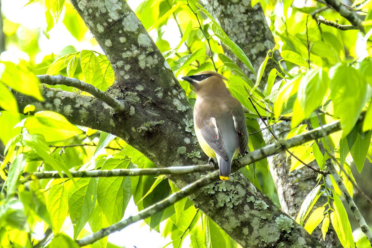 Cedar Waxwing - ML616787493