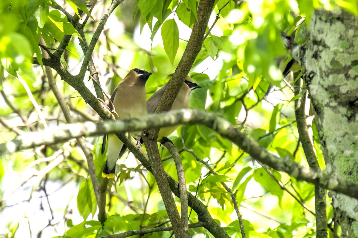 Cedar Waxwing - ML616787494