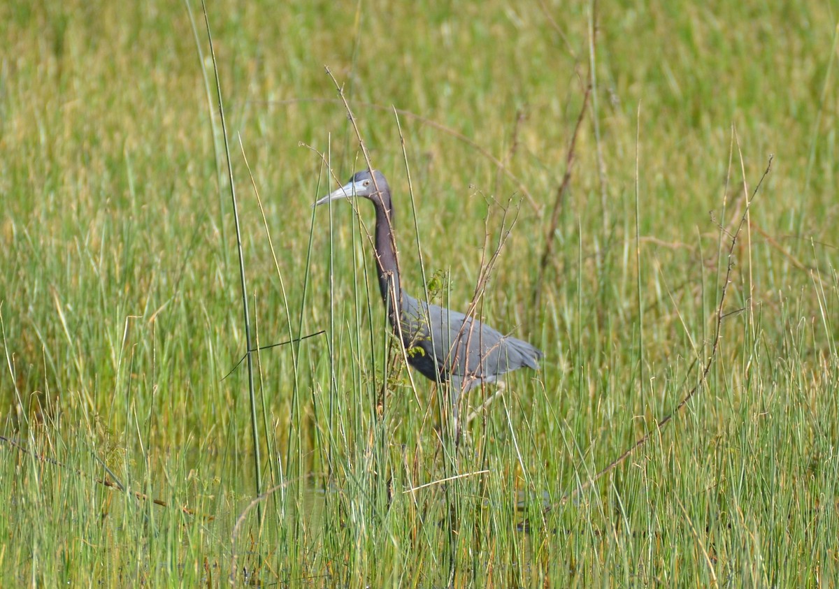 Little Blue Heron - ML616787531