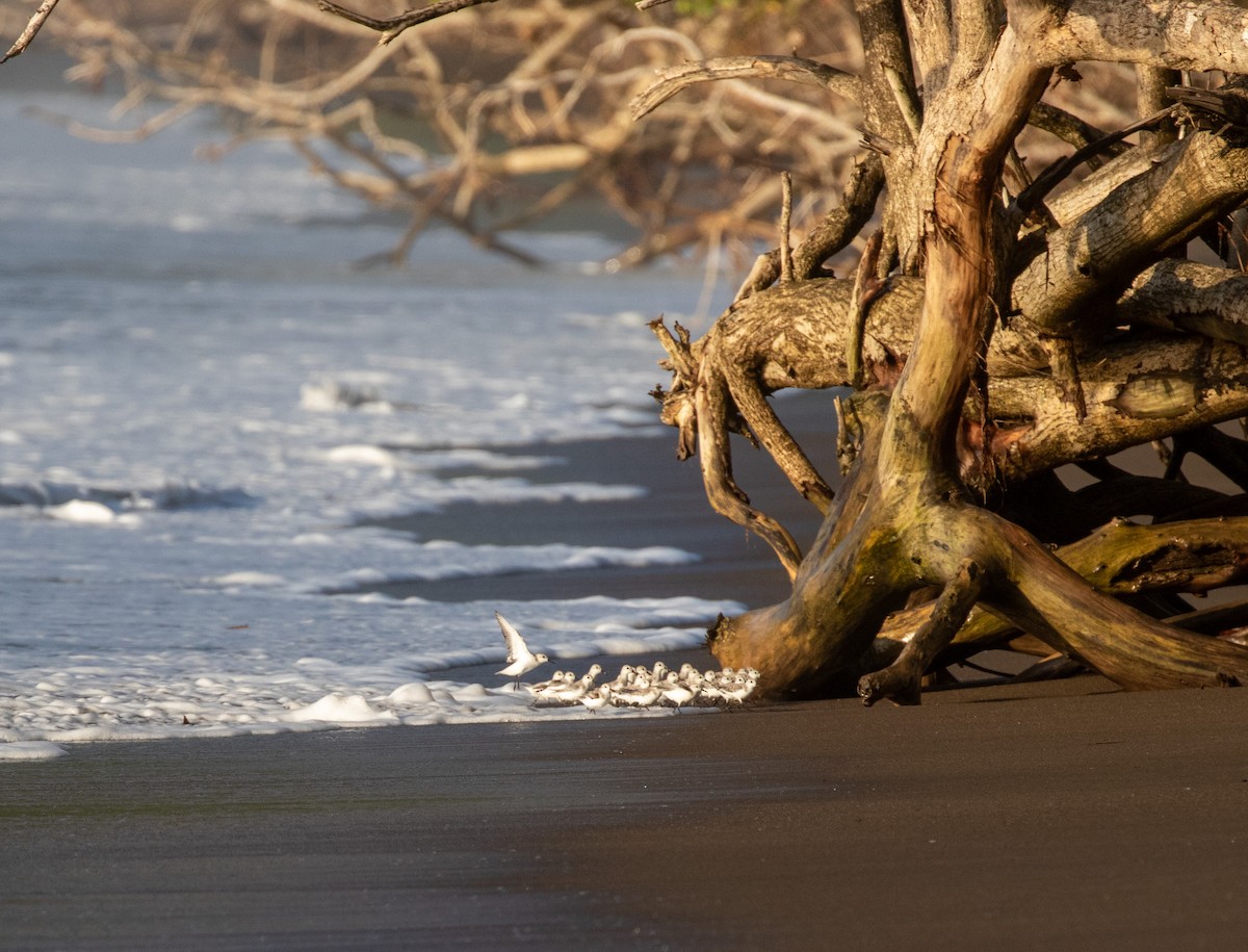 Bécasseau sanderling - ML616787541