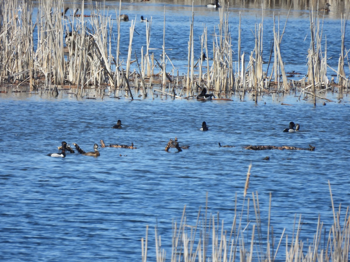 Ring-necked Duck - ML616787576