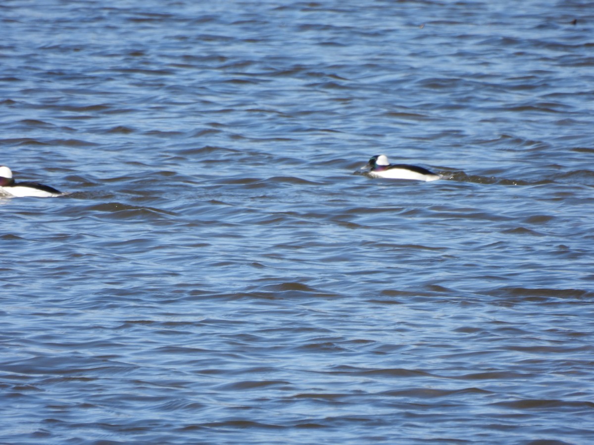 Bufflehead - ML616787589