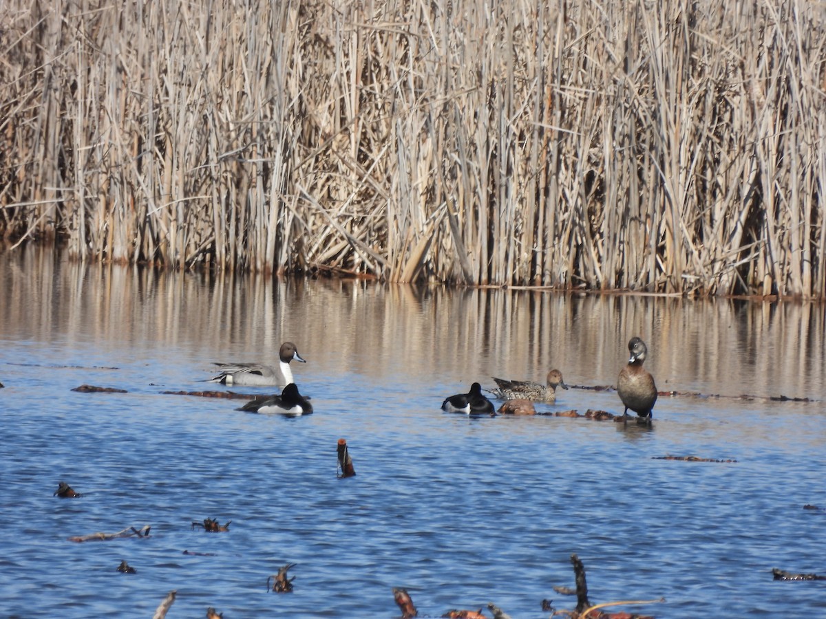 Northern Pintail - ML616787598