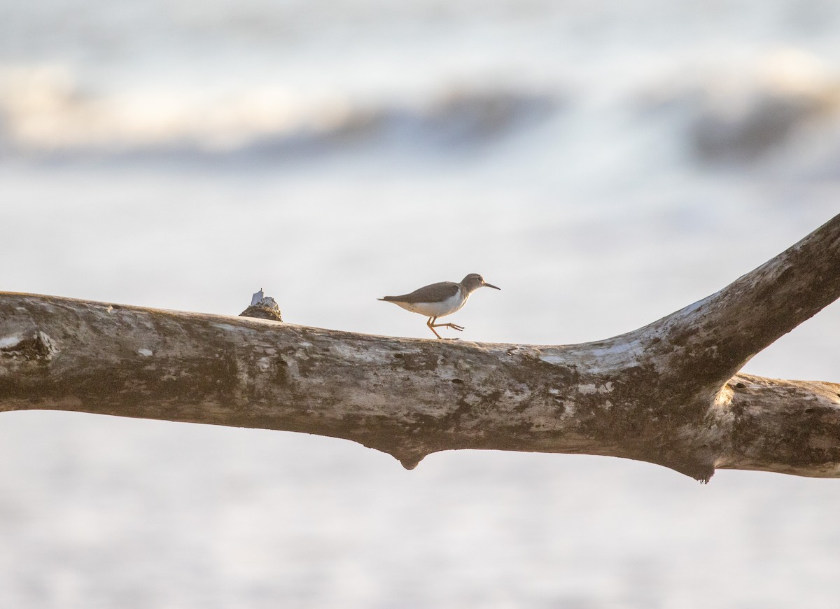 Spotted Sandpiper - ML616787603