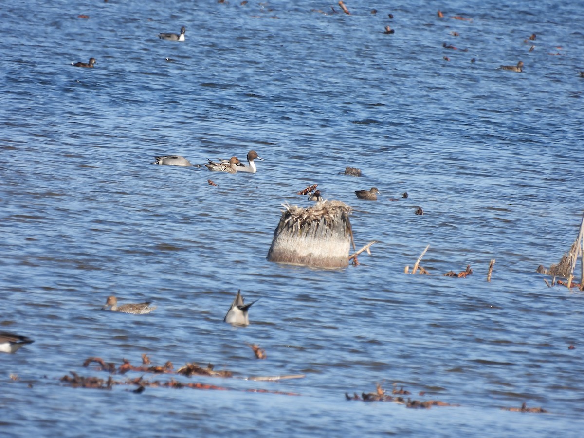 Northern Pintail - ML616787636