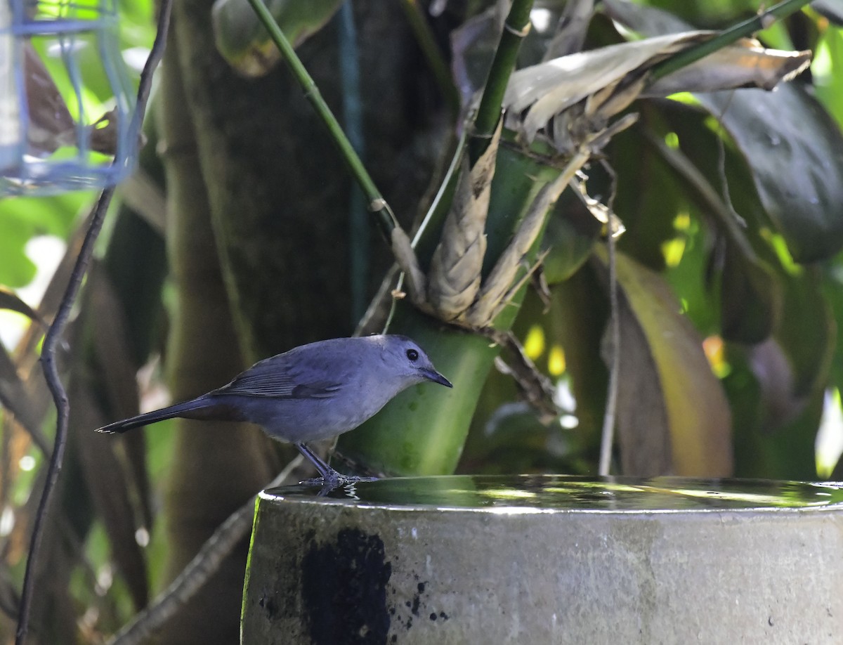 Gray Catbird - Homer Gardin