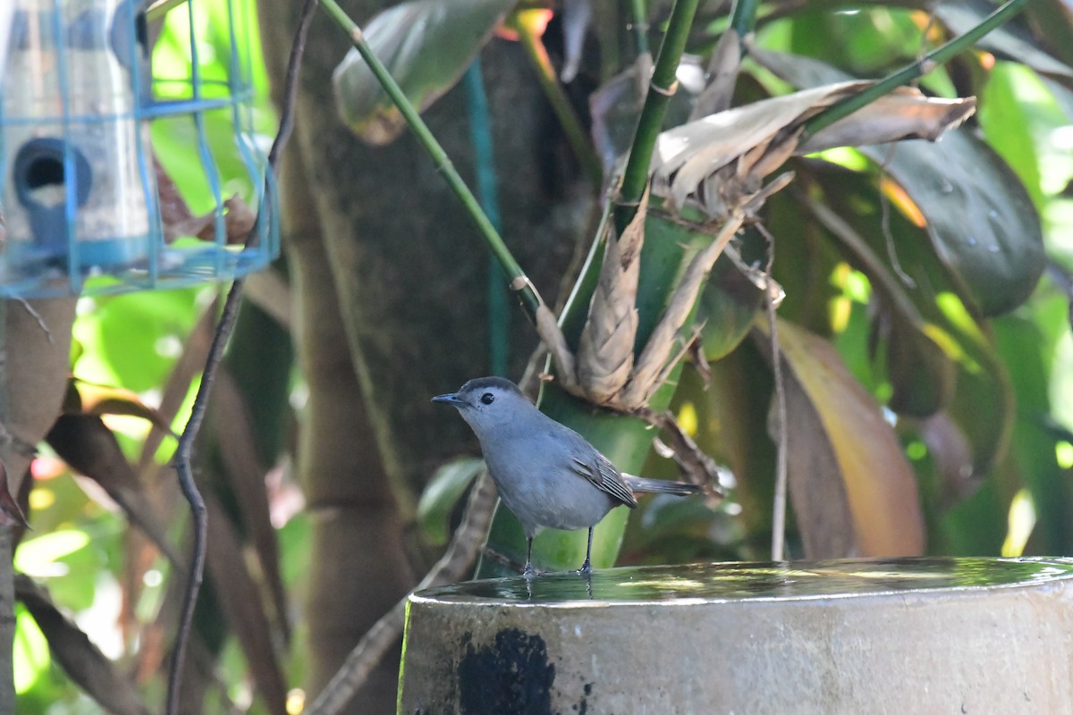 Gray Catbird - ML616787655