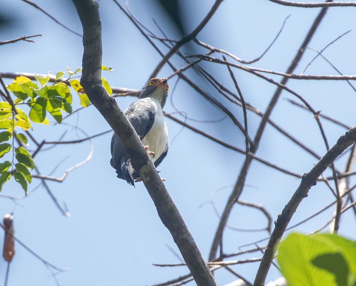 Semiplumbeous Hawk - ML616787667