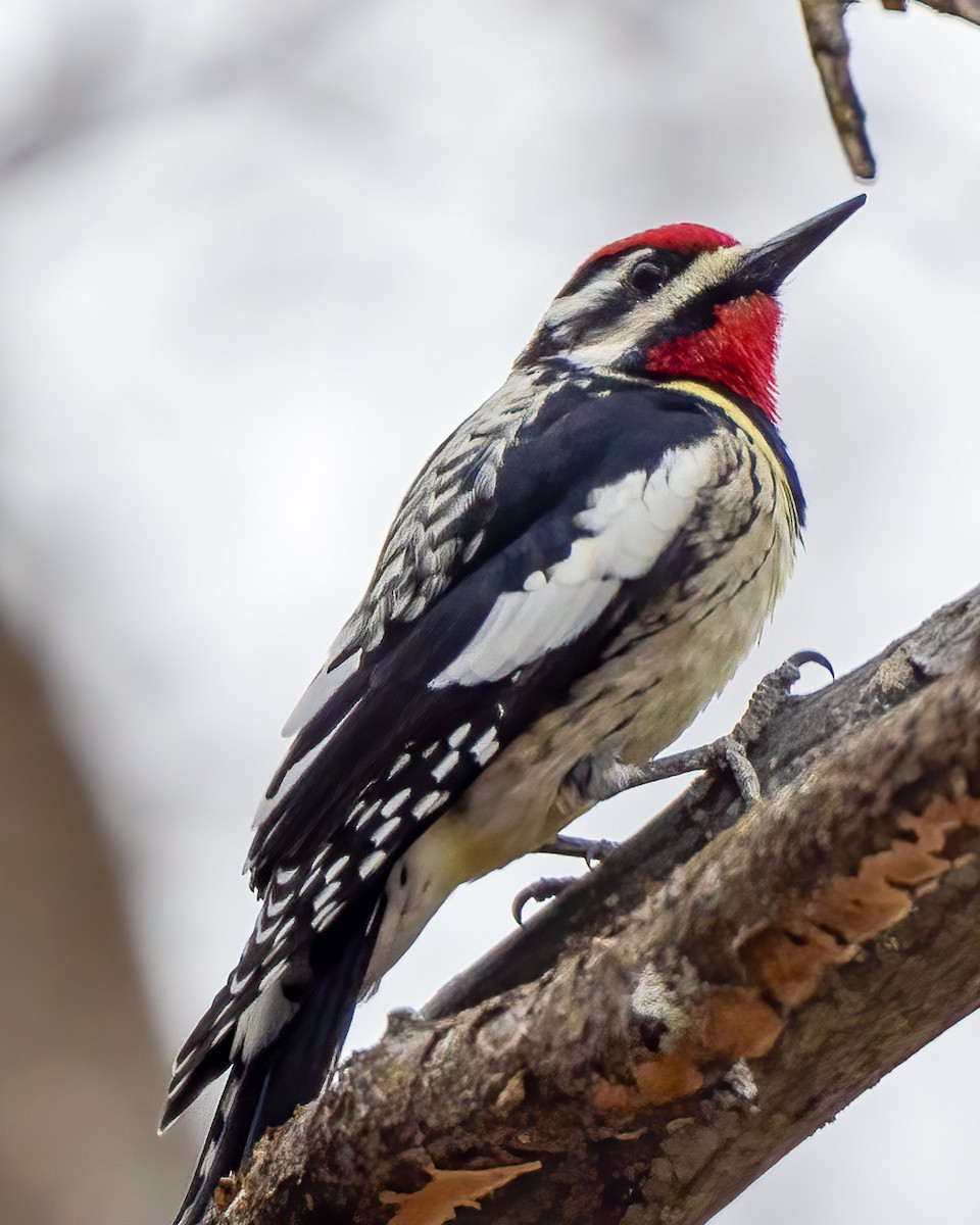 Yellow-bellied Sapsucker - ML616787671