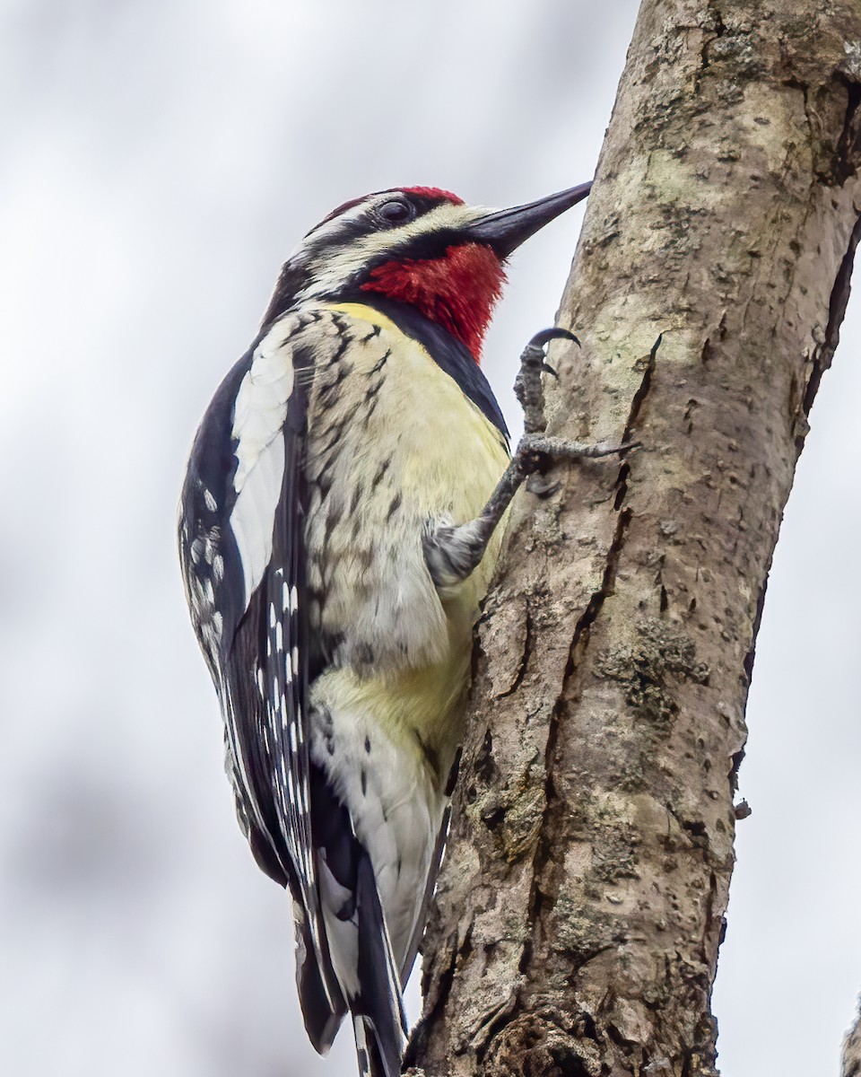 Yellow-bellied Sapsucker - ML616787673