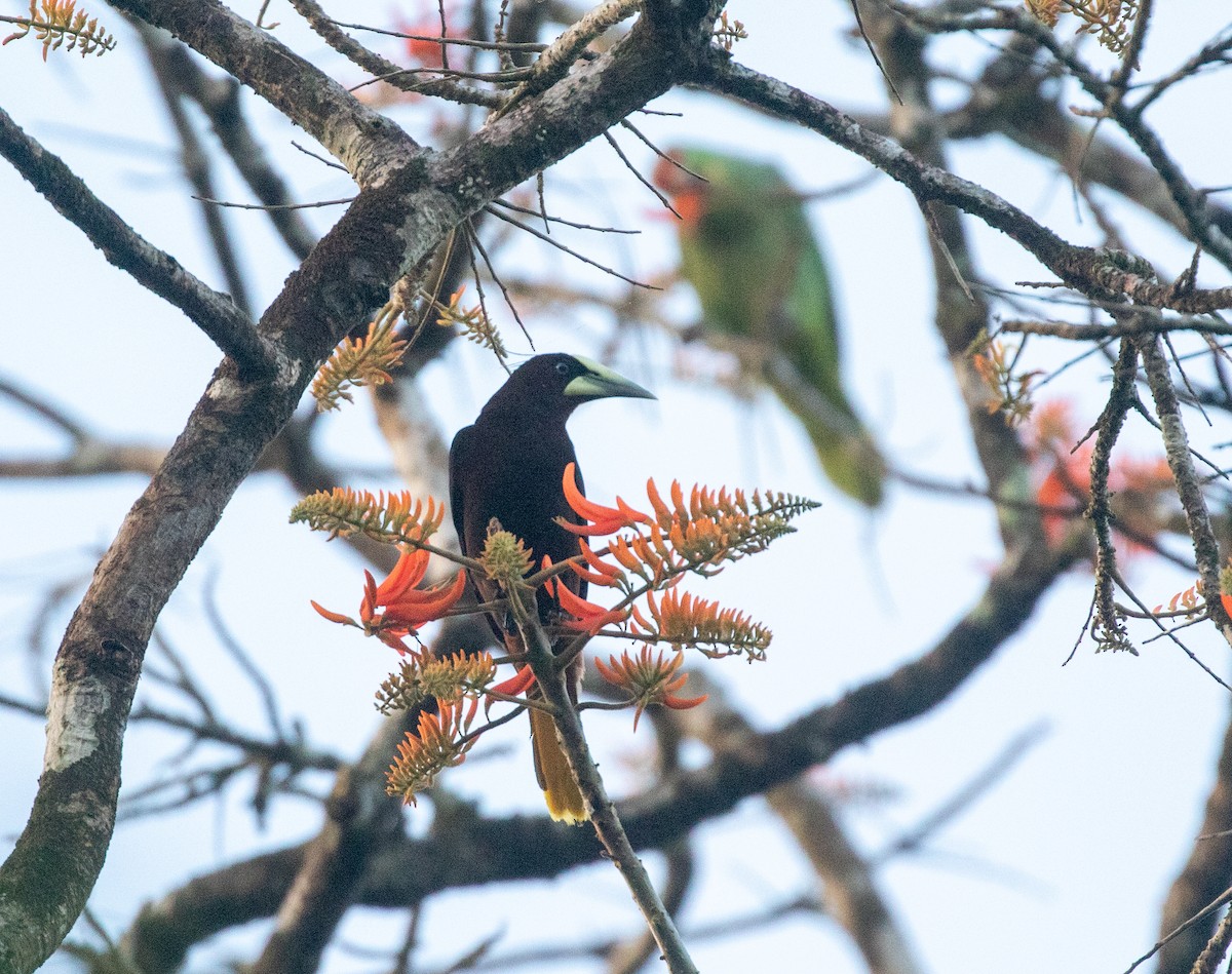 Chestnut-headed Oropendola - William Price