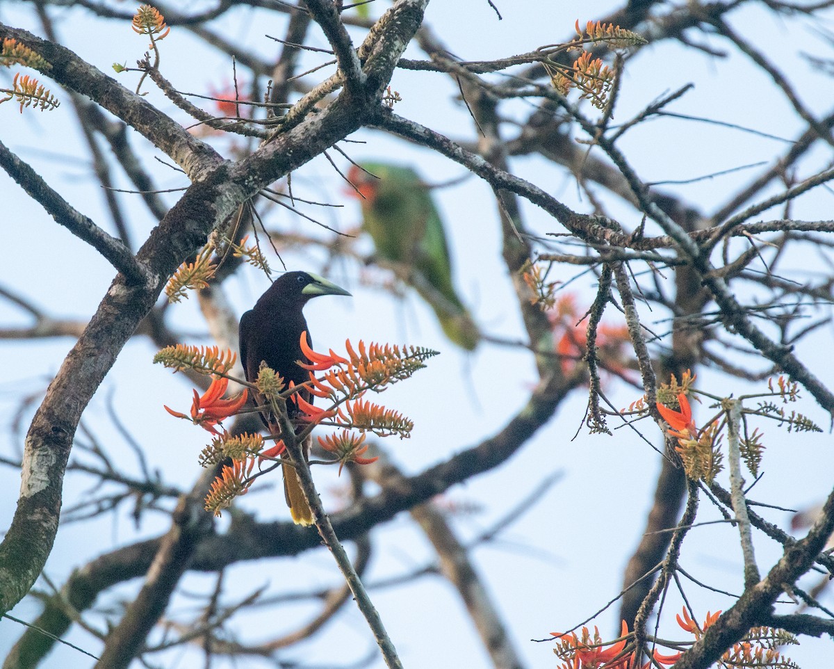 Chestnut-headed Oropendola - ML616787695