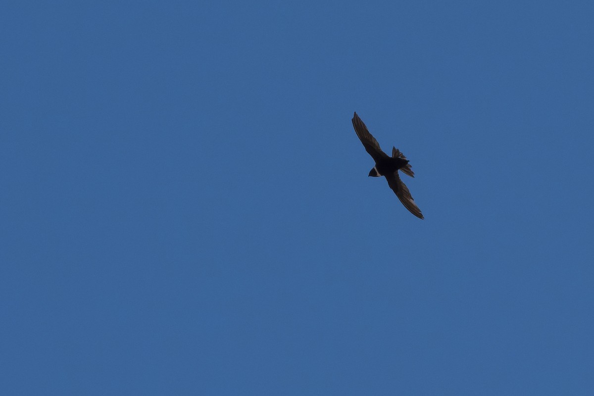 White-collared Swift - Silvio Montani