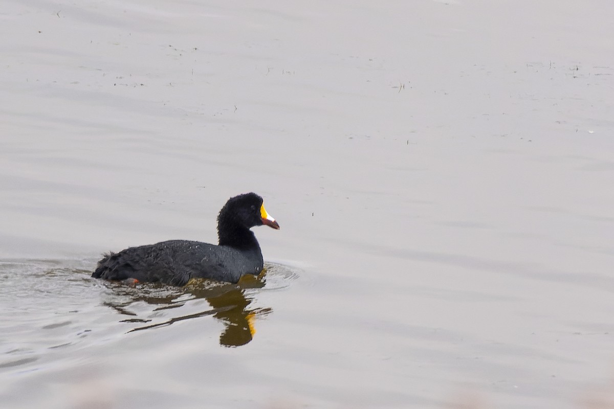 Giant Coot - ML616787703