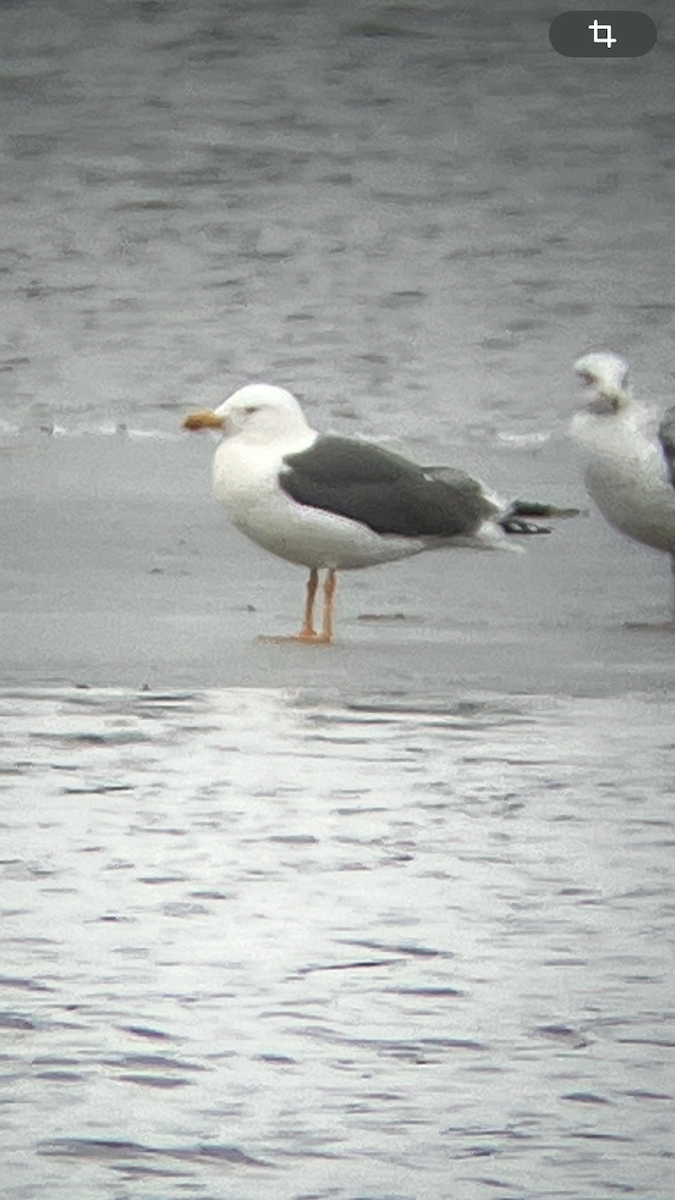 Lesser Black-backed Gull - ML616787726