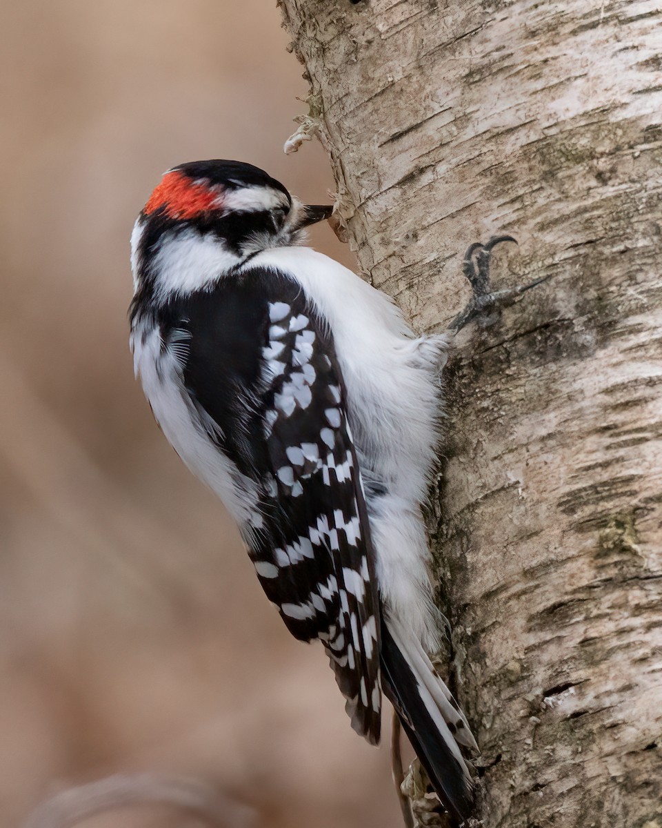 Downy Woodpecker - Kelly White